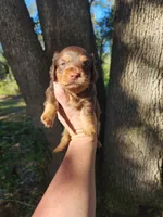 Chocolate and tan long hair male, a male Miniature Dachshund for sale in Lake City, FL – 2 of 6