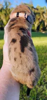 Fawn merle female, a female Great Dane for sale in Lake City, FL – 5 of 8