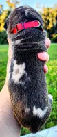 Fawn harlequin female, a female Great Dane for sale in Lake City, FL – 3 of 6