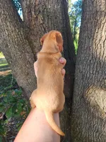 Ivory, a female Miniature Dachshund for sale in Lake City, FL – 6 of 8