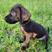 Black female, a female Great Dane for sale in Lake City, FL – 4 of 7