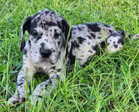 Merle male, a male Great Dane for sale in Lake City, FL – 3 of 4