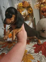 Black and tan shorthair female, a female Miniature Dachshund for sale in Lake City, FL – 2 of 6