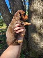 Chocolate and tan long hair male, a male Miniature Dachshund for sale in Lake City, FL – 3 of 6