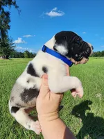 Harlequin Male , a male Great Dane for sale in Lake City, FL – 2 of 4