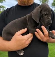 Black Male, a male Great Dane for sale in Lake City, FL – 3 of 3