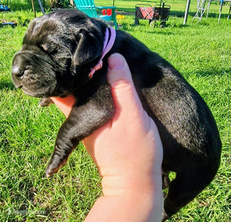 Black female  – Great Dane puppy for sale in Lake City, FL