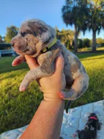 Blue fawn merle male, a male Great Dane for sale in Lake City, FL – 2 of 6