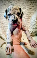 processed/4a1d5a1e-dd03-4f10-b459-3cd30affb454/listing/29903294-51f4-44a7-8107-819506cad951/6be4938f-84d8-4eb8-8f95-e69829a45db0