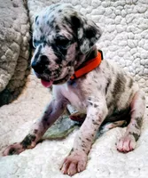 processed/4a1d5a1e-dd03-4f10-b459-3cd30affb454/listing/29903294-51f4-44a7-8107-819506cad951/9414dd3e-29ad-4372-84f7-8914a6b925a3