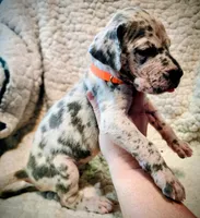 processed/4a1d5a1e-dd03-4f10-b459-3cd30affb454/listing/29903294-51f4-44a7-8107-819506cad951/d59f055b-bb65-456b-b013-c8a1b0e833b0