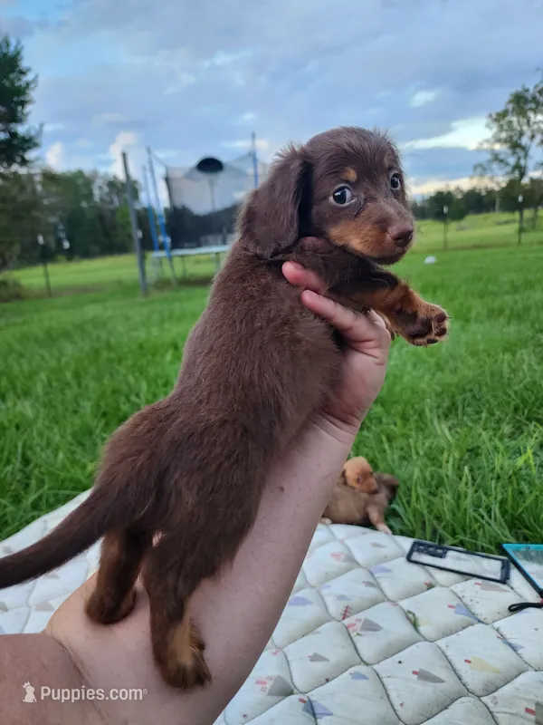 Chocolate and tan long hair female – Miniature Dachshund puppy for sale in Lake City, FL