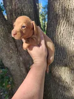 Ivory, a female Miniature Dachshund for sale in Lake City, FL – 7 of 8
