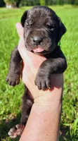 Black Male, a male Great Dane for sale in Lake City, FL – 4 of 4