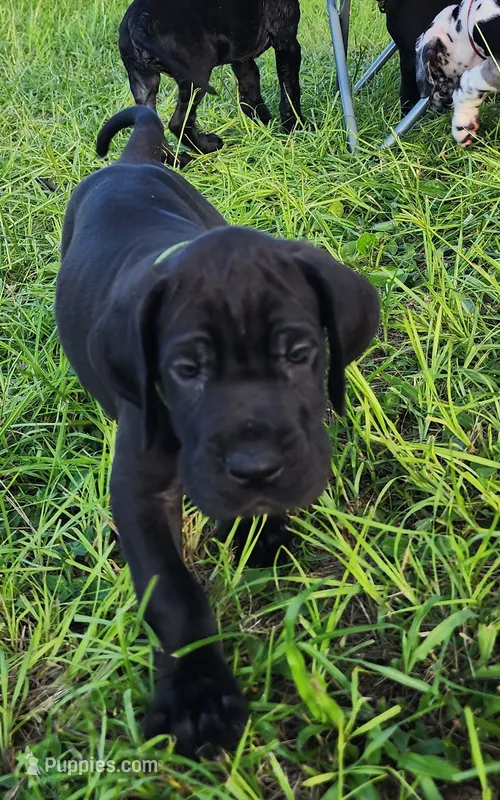 Black male  – Great Dane puppy for sale in Lake City, FL