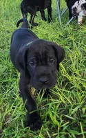 Black male , a male Great Dane for sale in Lake City, FL – 1 of 8