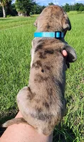 Brindle merle male, a male Great Dane for sale in Lake City, FL – 5 of 6