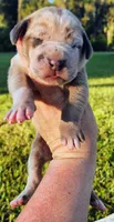 Blue fawn merle female light purple, a female Great Dane for sale in Lake City, FL – 9 of 10
