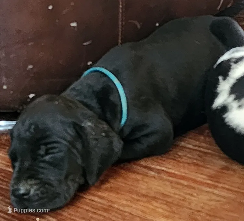 Black male  – Great Dane puppy for sale in Lake City, FL