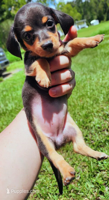 Black and tan pink collar female – Miniature Dachshund puppy for sale in Lake City, FL