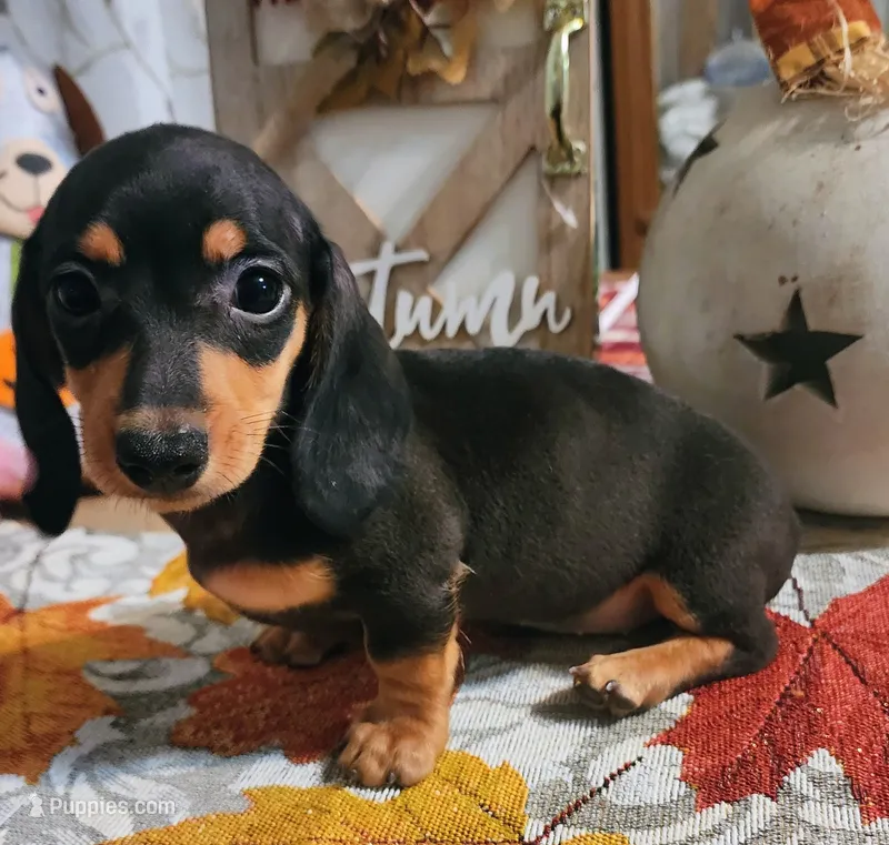 Black and tan pink collar female – Miniature Dachshund puppy for sale in Lake City, FL
