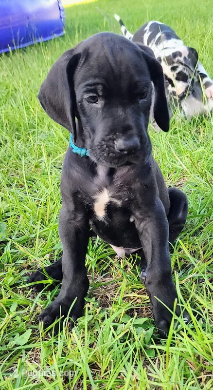 Black male  – Great Dane puppy for sale in Lake City, FL