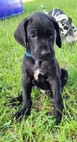 Black male , a male Great Dane for sale in Lake City, FL – 1 of 5
