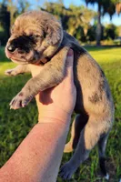 Fawn merle female, a female Great Dane for sale in Lake City, FL – 1 of 8