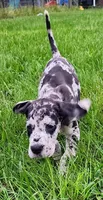 Merle male, a male Great Dane for sale in Lake City, FL – 6 of 9