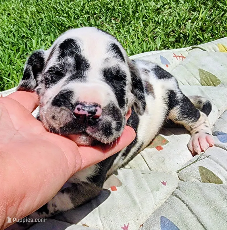 Harlequin male – Great Dane puppy for sale in Lake City, FL