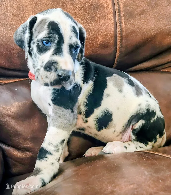 Harlequin male – Great Dane puppy for sale in Lake City, FL