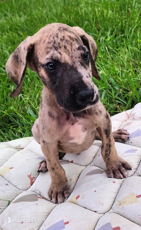 Brindle merle male – Great Dane puppy for sale in Lake City, FL