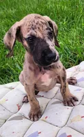 Brindle merle male, a male Great Dane for sale in Lake City, FL – 5 of 5