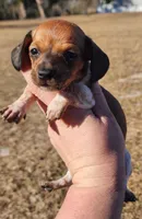 Orange collar, a female Miniature Dachshund for sale in Lake City, FL – Photo 3 of 6