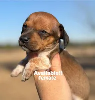 Orange collar, a female Miniature Dachshund for sale in Lake City, FL – Photo 1 of 6