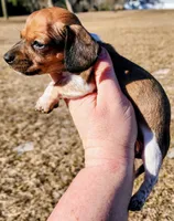 Orange collar, a female Miniature Dachshund for sale in Lake City, FL – Photo 6 of 6