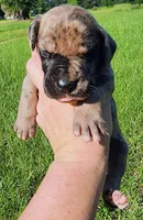 Brindle merle male, a male Great Dane for sale in Lake City, FL – 4 of 6