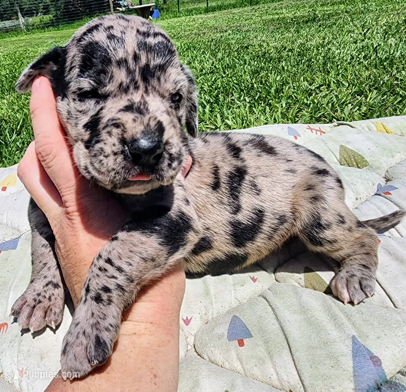 Merle female  – Great Dane puppy for sale in Lake City, FL