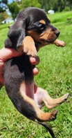 Black and tan shorthair female I, a female Miniature Dachshund for sale in Lake City, FL – 2 of 7