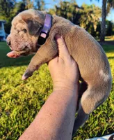 Blue fawn merle female light purple, a female Great Dane for sale in Lake City, FL – 1 of 10
