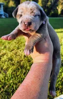 Blue fawn merle female light purple, a female Great Dane for sale in Lake City, FL – 4 of 10
