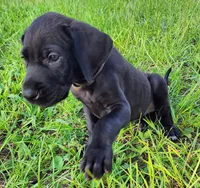 Black female, a female Great Dane for sale in Lake City, FL – 3 of 7