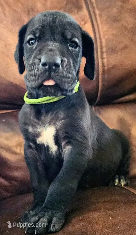 Black male  – Great Dane puppy for sale in Lake City, FL