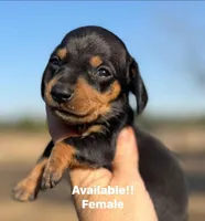 Yellow collar , a female Miniature Dachshund for sale in Lake City, FL – Photo 1 of 7