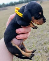 Yellow collar , a female Miniature Dachshund for sale in Lake City, FL – Photo 5 of 7