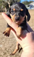 Yellow collar , a female Miniature Dachshund for sale in Lake City, FL – Photo 3 of 7