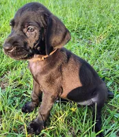 Black female, a female Great Dane for sale in Lake City, FL – 2 of 7