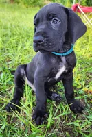Black male , a male Great Dane for sale in Lake City, FL – 3 of 5