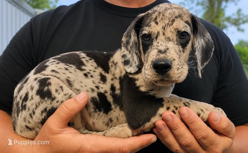 Merle male – Great Dane puppy for sale in Lake City, FL