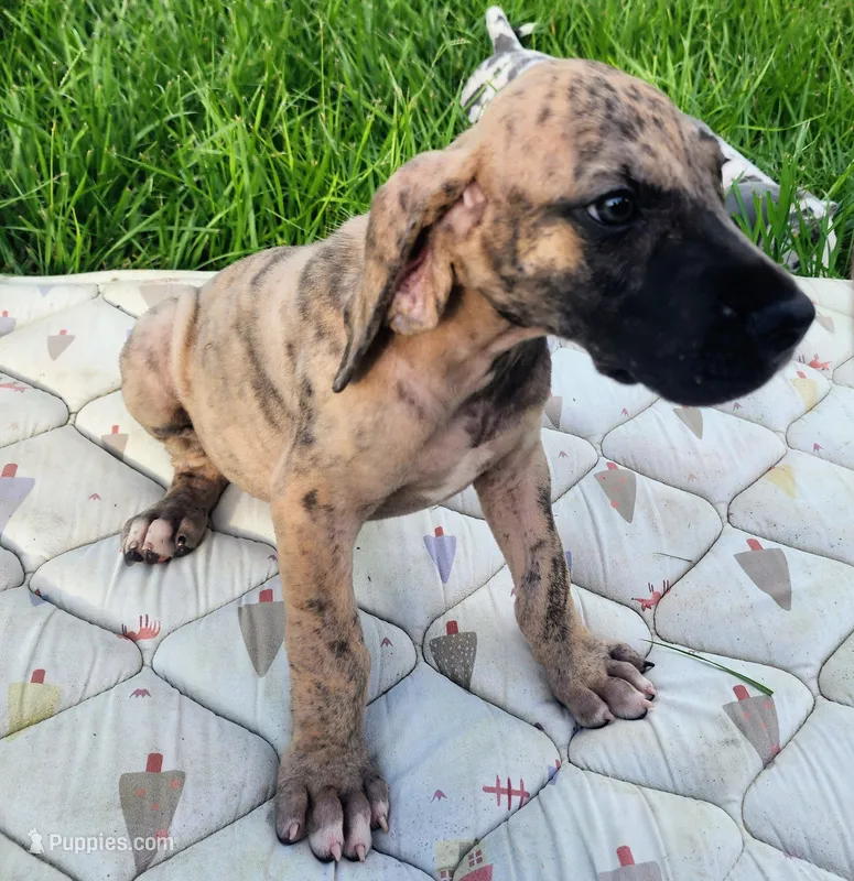 Brindle merle male – Great Dane puppy for sale in Lake City, FL